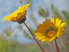 Ursinia paleacea