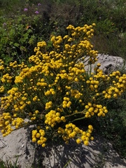 Leucadendron levisanus
