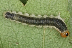 Cladius compressicornis