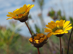 Ursinia paleacea