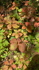 Parthenocissus inserta