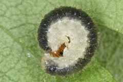 Cladius compressicornis