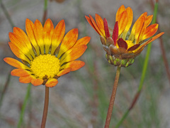 Ursinia paleacea
