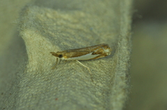 Crambus bidens