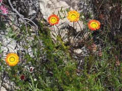 Ursinia paleacea