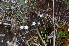 Gentiana douglasiana