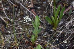 Gentiana sceptrum