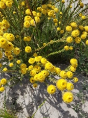 Leucadendron levisanus