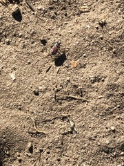 Cicindela formosa
