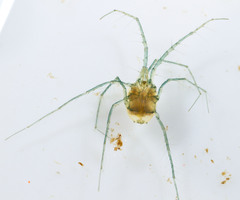 Hydrachnidia