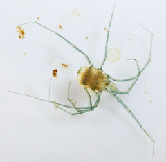 Hydrachnidia