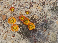 Ursinia paleacea