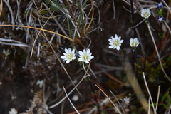 Gentiana douglasiana