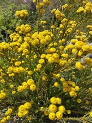 Leucadendron levisanus