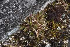 Dichanthelium acuminatum