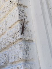 Anisomorpha buprestoides