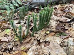 Lycopodiaceae