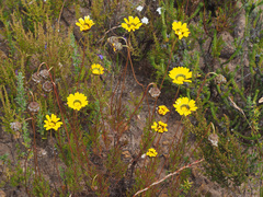 Ursinia paleacea