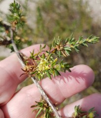 Cliffortia ericifolia