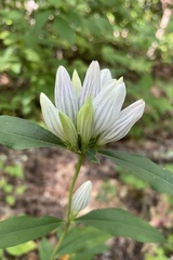 Gentiana decora