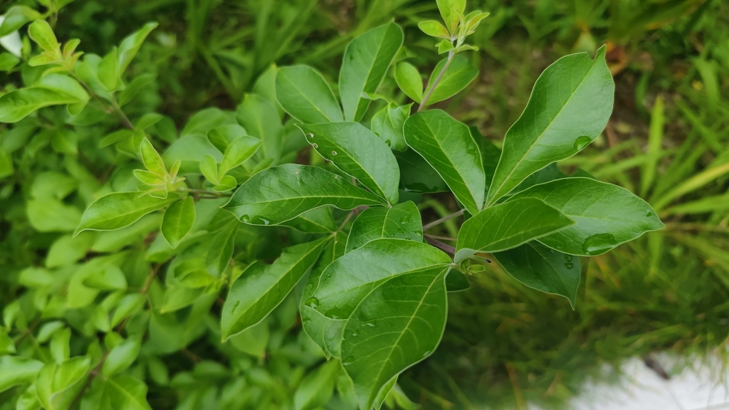 Dichotomanthes