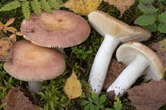 Russula cremeoavellanea