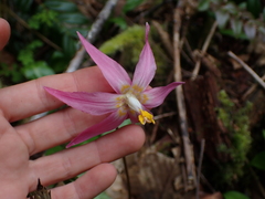 Erythronium revolutum