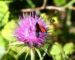 Zygaena osterodensis