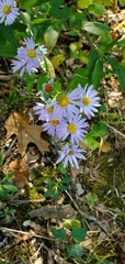 Symphyotrichum anomalum