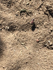 Cicindela formosa