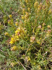 Tetragonia fruticosa