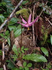 Erythronium revolutum