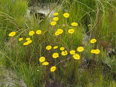 Ursinia paleacea