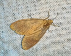Arctiinae