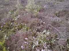 Eragrostis minor