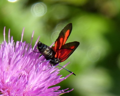Zygaena osterodensis
