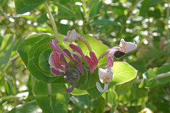 Lonicera implexa