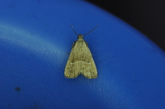 Hypenodes fractilinea