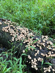 Apioperdon