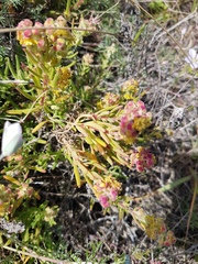 Tetragonia fruticosa