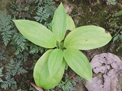 Smilax zeylanica