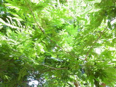 Cenostigma eriostachys