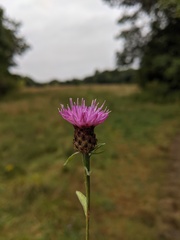 Centaurea nigrescens