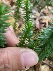 Lycopodiaceae