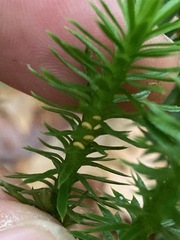 Lycopodiaceae