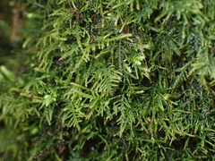 Jungermanniales