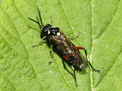 Macrophya punctumalbum
