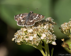 Burnsius communis