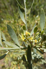 Osyris lanceolata