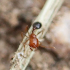 Solenopsis xyloni